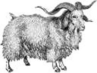 cashmere-goat.jpg