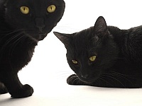 Black Cats are loudest